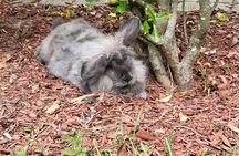 Private Rabbit and Chicken Petting Experience in Navarre