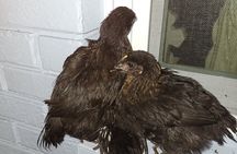 Private Rabbit and Chicken Petting Experience in Navarre