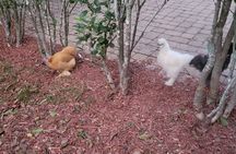 Private Rabbit and Chicken Petting Experience in Navarre