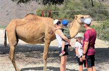 Mountain Safari, Camels, waterfalls & lunch (Group Tour)