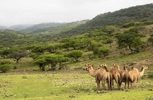 Mountain Safari, Camels, waterfalls & lunch (Group Tour)