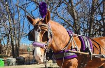 Central Park Horse Carriage Ride