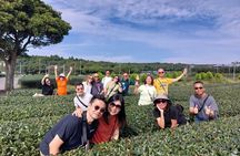Jeju Southwest Highlights – Custom Private Guided Tour