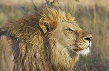 Gambia to Senegal Tour with Ferry Crossing and Safari Park
