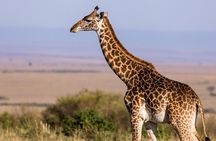 Gambia to Senegal Tour with Ferry Crossing and Safari Park
