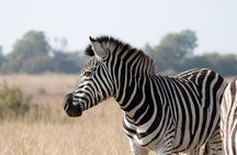 Gambia to Senegal Tour with Ferry Crossing and Safari Park