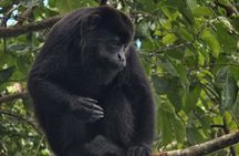 Monkey Watch and Gatun Lake Wildlife Safari Private Tour 