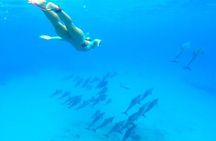 Private Speed Boat Snorkeling with Dolphins Trip - Hurghada