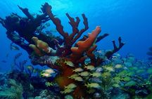 Discover Scuba Diving at Casa Cenote No Certification Needed