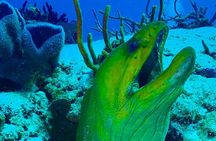 Tulum Diving (Reef) 2 Tanks