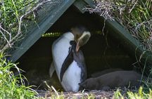 Private Wildlife and Penguin Tour in Dunedin with Ticket