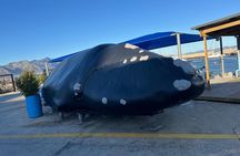 Full Day Small Group Whale Watching and Wine Tasting Experience