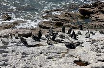 Full Day Small Group Whale Watching and Wine Tasting Experience