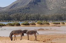 All-inclusive Big 5 Aquila Game Drive Small Group Experience