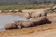 All-inclusive Big 5 Aquila Game Drive Small Group Experience