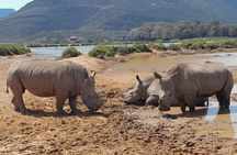 All-inclusive Big 5 Aquila Game Drive Small Group Experience