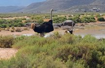 All-inclusive Big 5 Aquila Game Drive Small Group Experience