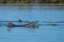 Private Dolphin and Nature Tour of Hilton Head