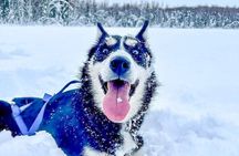 Adventure Awaits Dog Sledding on Stunning Alaskan Trails