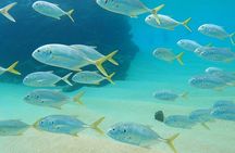 Snorkeling On Chilean Beach Transportation And Drinks Included