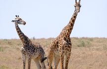 4 Day Safari Maasai Mara, Lake Nakuru and Lake Naivasha