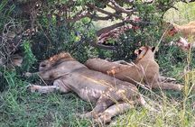 4day Maasai Mara, Lake Nakuru, and Lake Naivasha