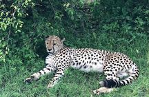 4day Maasai Mara, Lake Nakuru, and Lake Naivasha