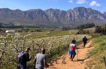 Franschhoek Wine Walk with Lunch