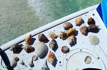 Dolphin and Shelling Cruise Tour at Fort Myers Beach