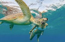 Turtle Snorkeling and Dole Plantation Guided Tour In Oahu