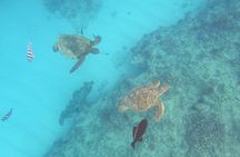 Turtle Snorkeling and Dole Plantation Guided Tour In Oahu