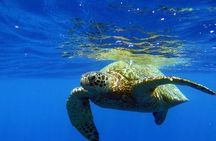 Turtle Canyon Waikiki Snorkel Adventure