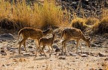Jaipur to Ranthambore Day Trip with Tiger Safari