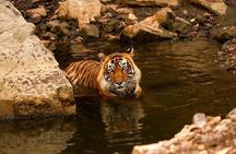 Jaipur to Ranthambore Day Trip with Tiger Safari