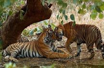 Jaipur to Ranthambore Day Trip with Tiger Safari