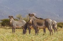 3 Days 2 Nights Samburu National Reserve Private Safari Package