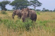 3 Day Murchison Falls Safari with Accommodation 