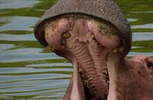 3 Day Murchison Falls Safari with Accommodation 