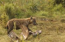 3 Day Murchison Falls Safari with Accommodation 