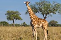 3 Day Murchison Falls Safari with Accommodation 
