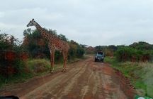 Nairobi National Park Half Day Game Drive Tour With Free WIFI