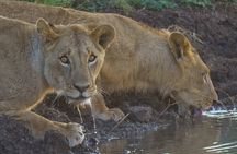 Nairobi National Park Half Day Game Drive Tour With Free WIFI