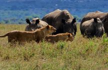 Half day Nairobi National Park Guided 4x4 Safari with Free Pickup
