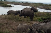 Half day Nairobi National Park Guided 4x4 Safari with Free Pickup
