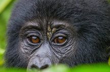 Gorilla Safari Holiday