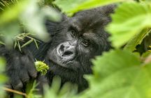 Gorilla Safari Holiday