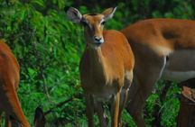 Day tour to Nairobi National Park and Giraffe Centre 