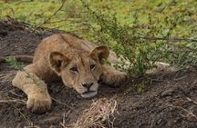 Full Day Trip to Mikumi National Park from Zanzibar