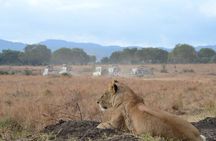 Full Day Trip to Mikumi National Park from Zanzibar