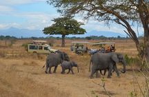 Full Day Trip to Mikumi National Park from Zanzibar